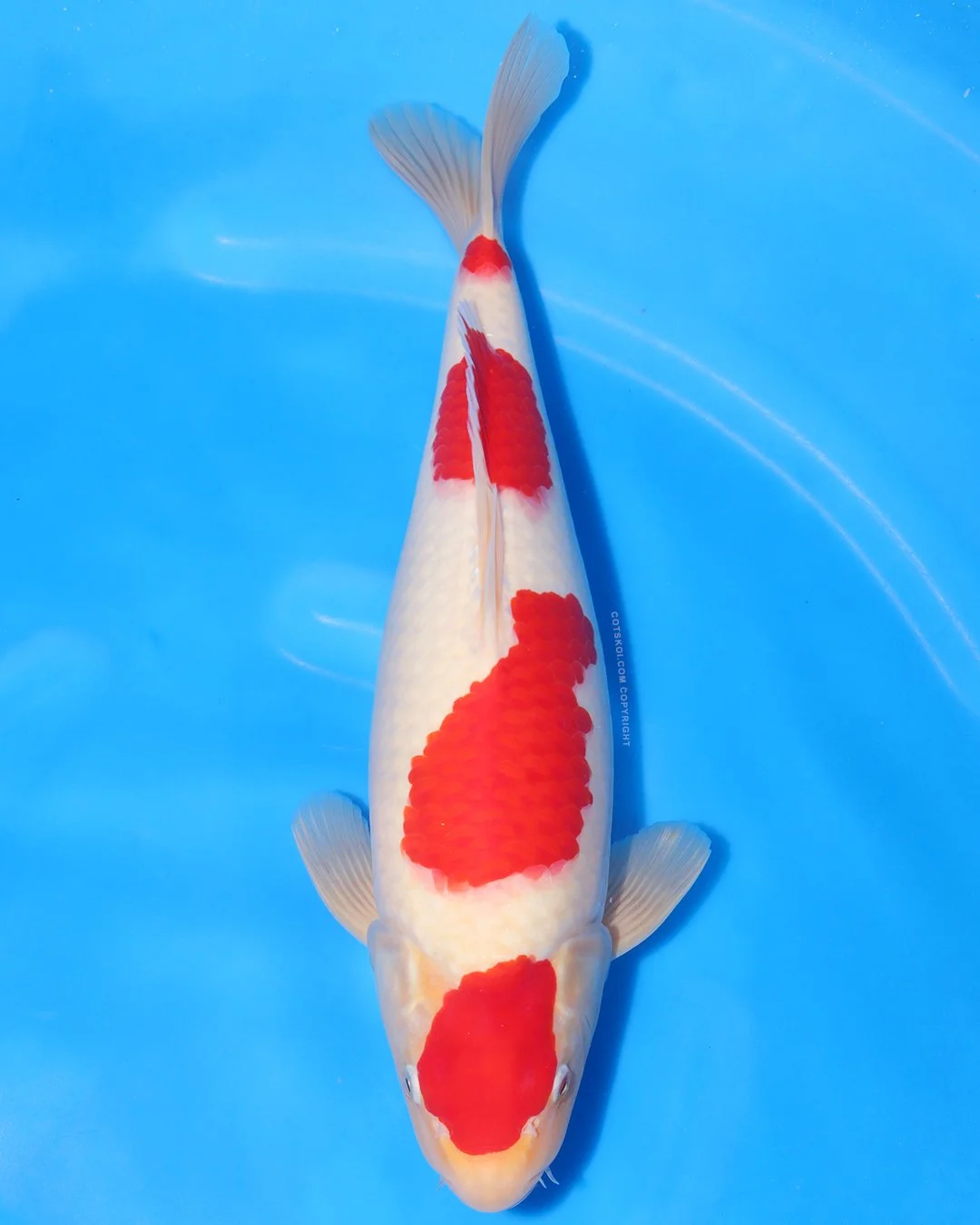 Marushin Nisai Kohaku 45cm Male #4