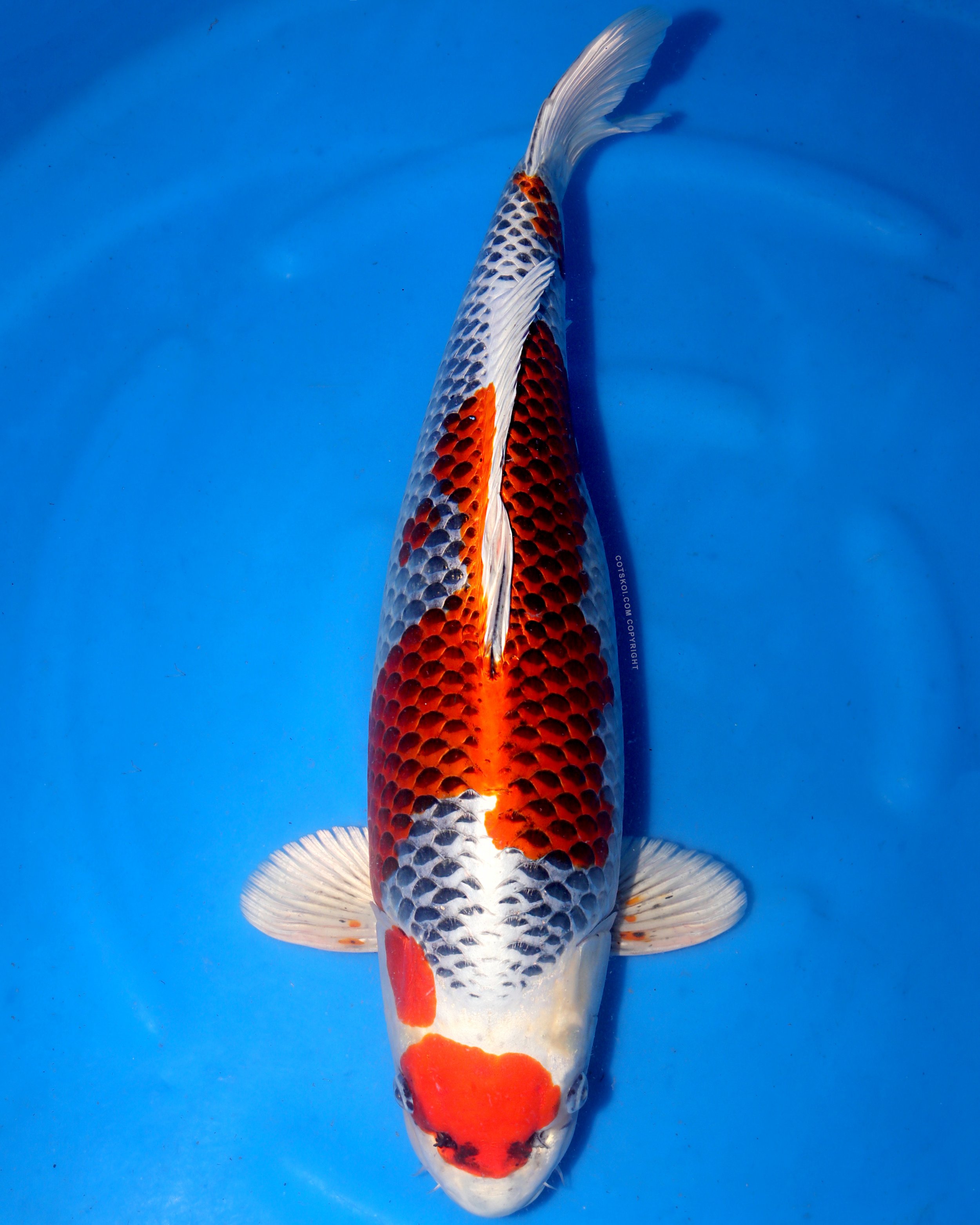 Ikarashi Toshinobu Sansai Kujaku 62cm Female