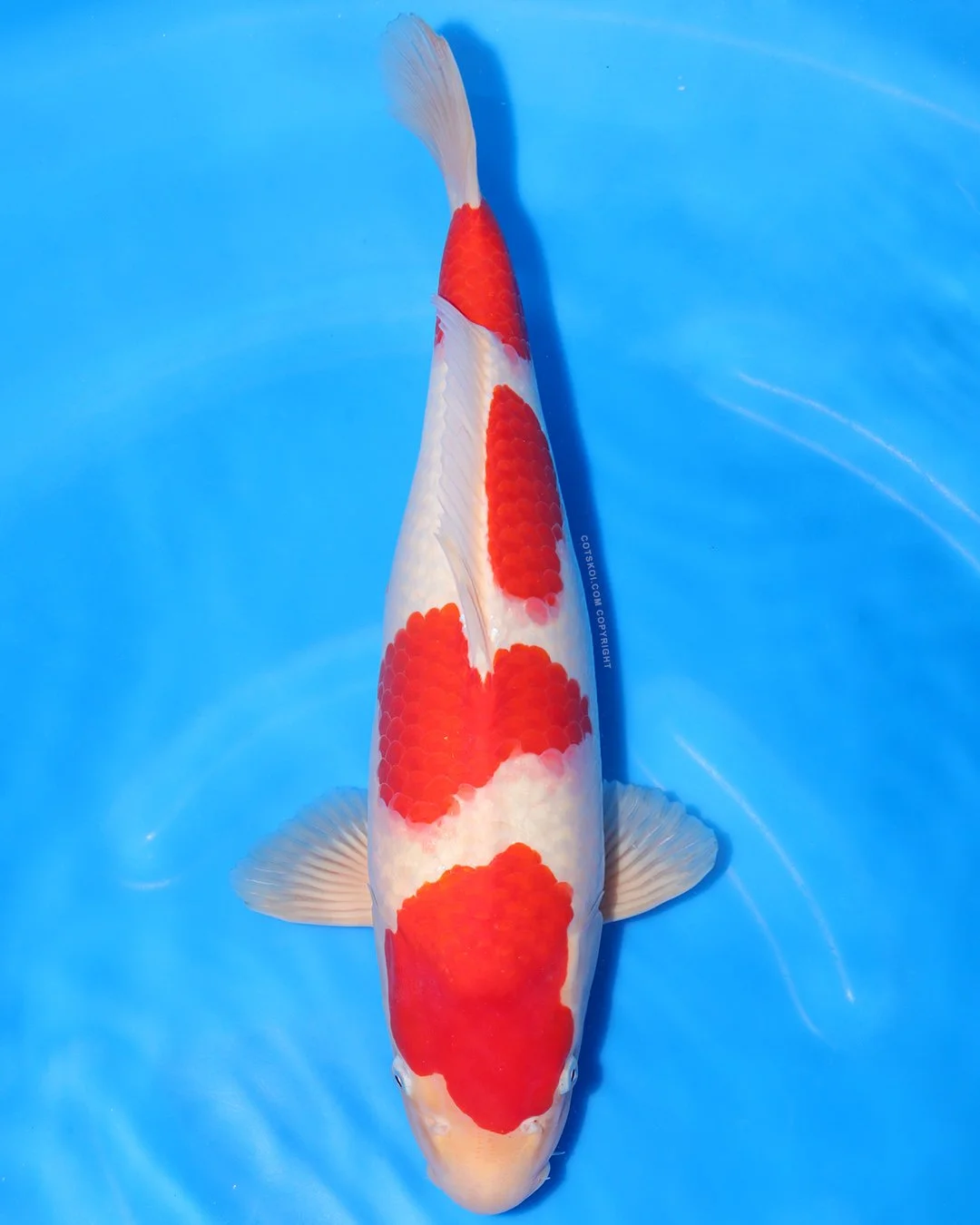 Marushin Nisai Kohaku 45cm Male