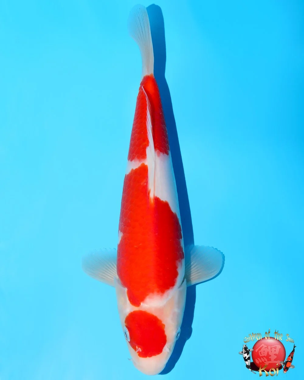 Murata Tosai Kohaku