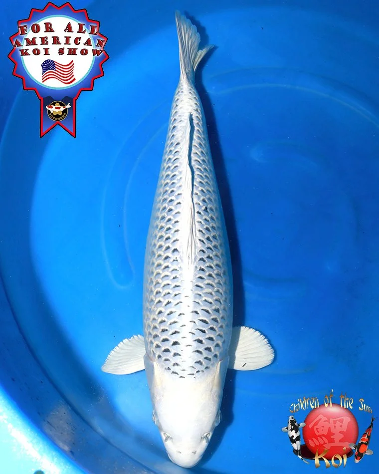 Sakazume Yonsai Gin Matsuba