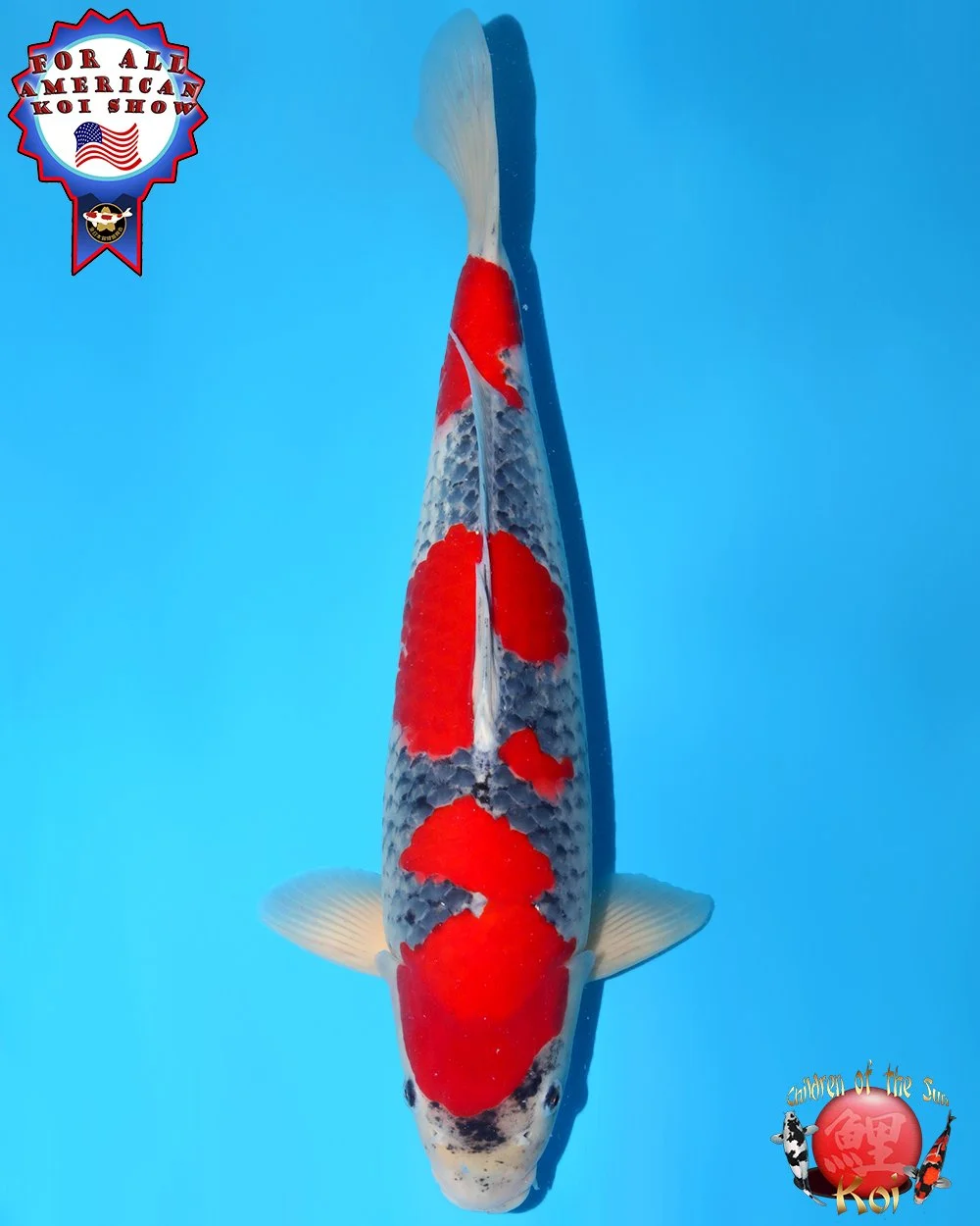 Kanno Sansai Goshiki