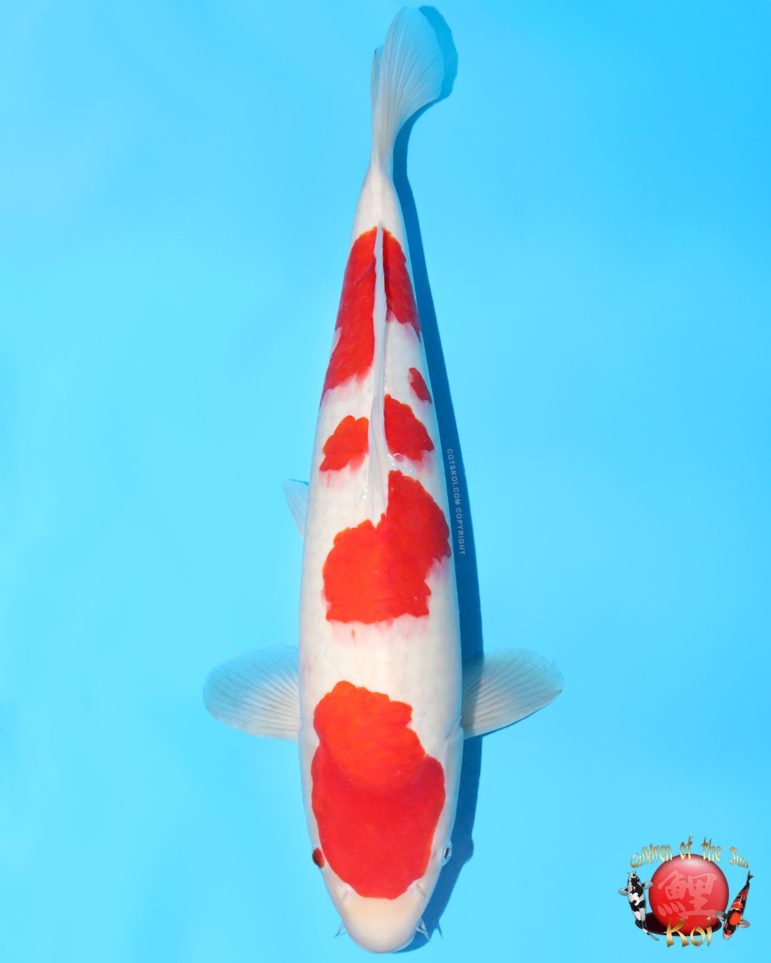 Momotaro Tosai Kohaku