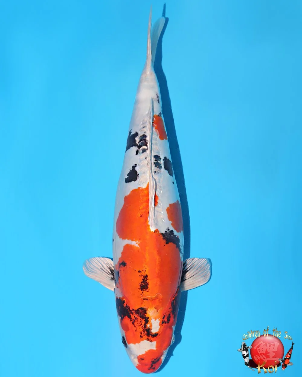 Koshiji Nisai Doitsu Kin Showa 45cm.jpg