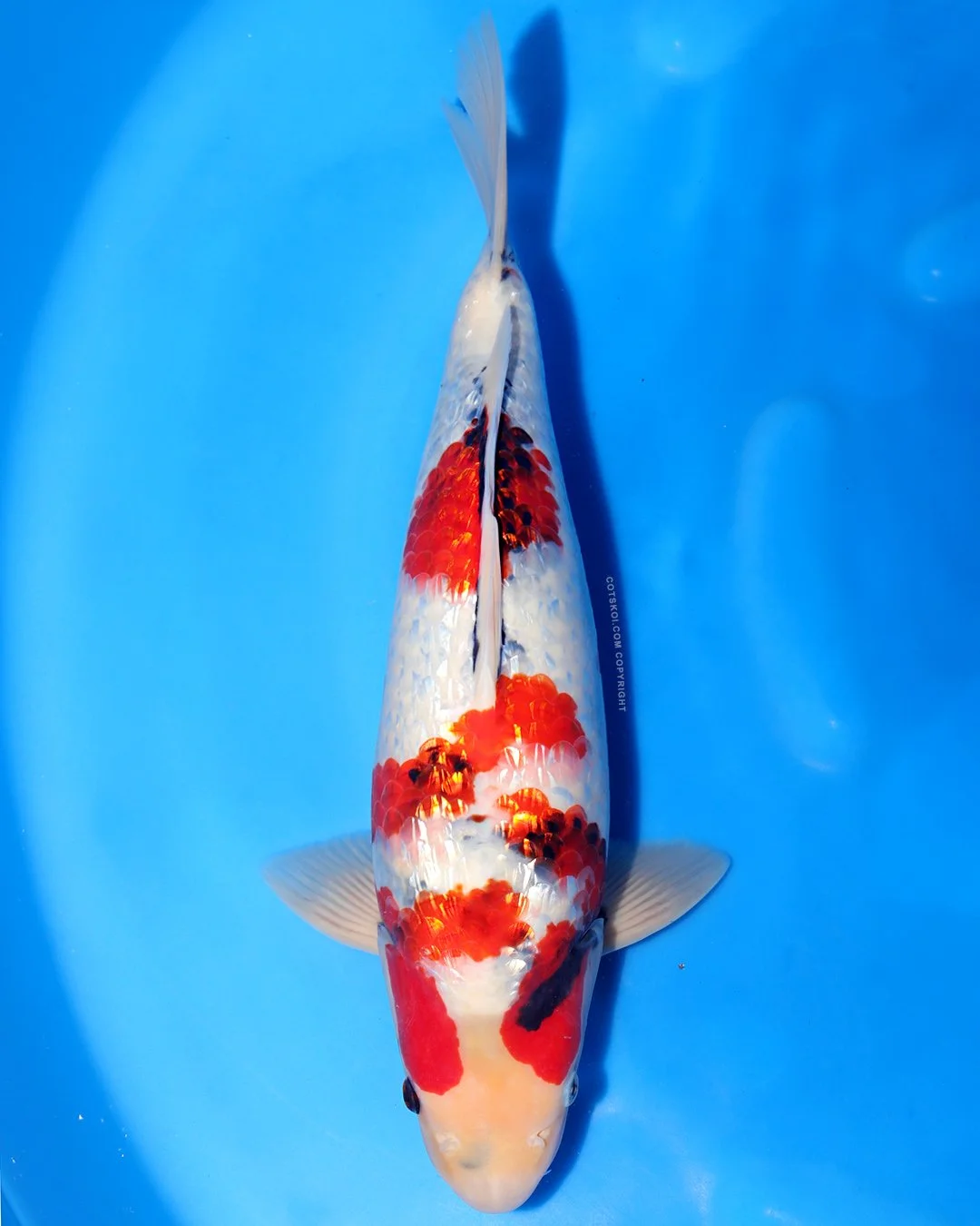 Marushin Nisai Ginrin Showa 45cm Male #2