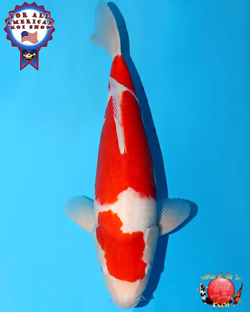 Nagoshi Nisai Kohaku