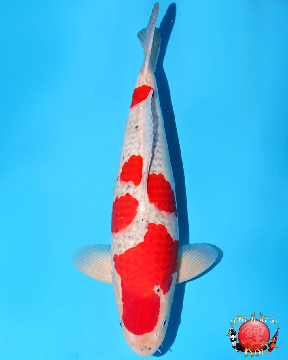 Kanno Sansai Goshiki