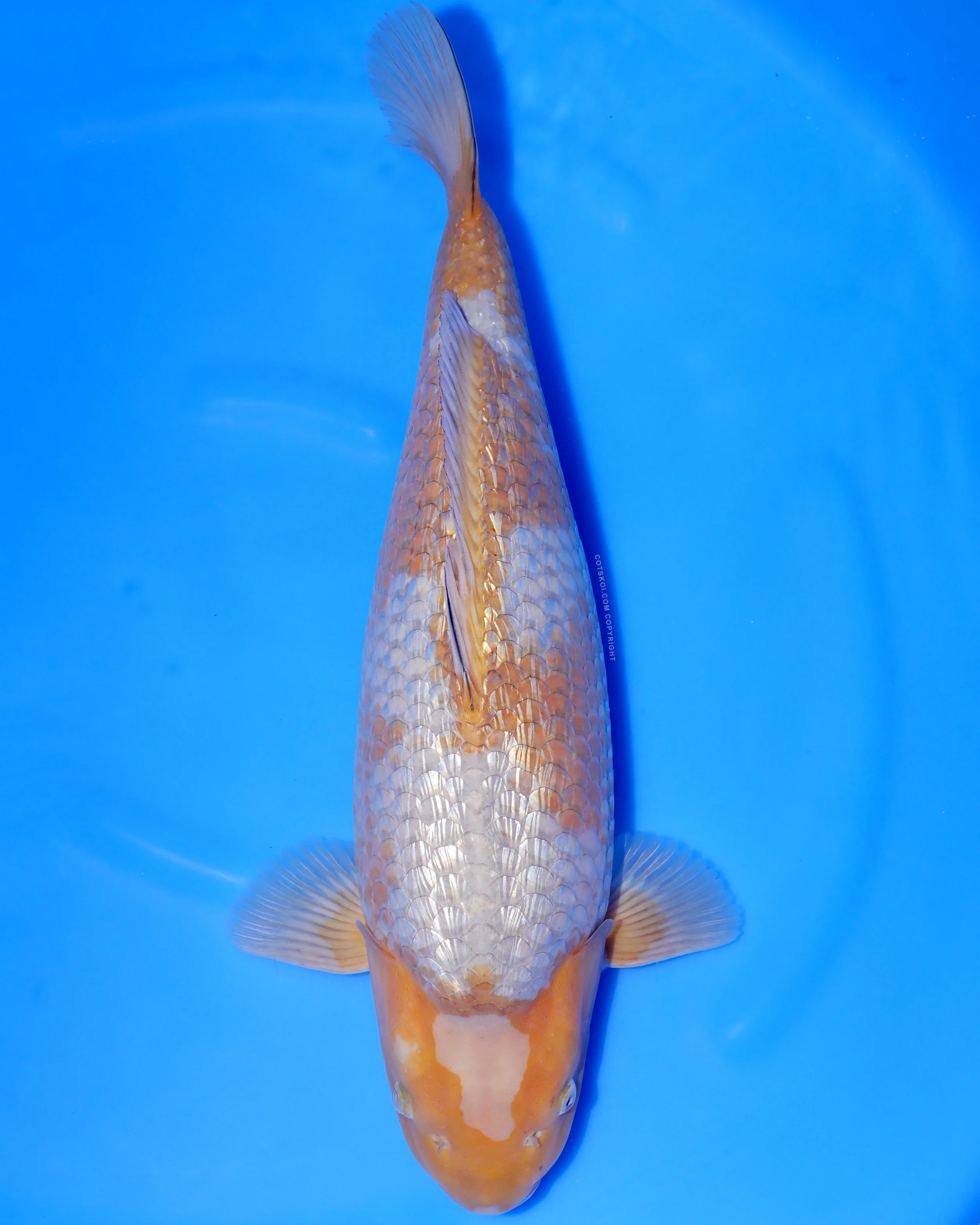 Ikarashi Toshinobu Nisai Ginrin Ochiba 51cm Female