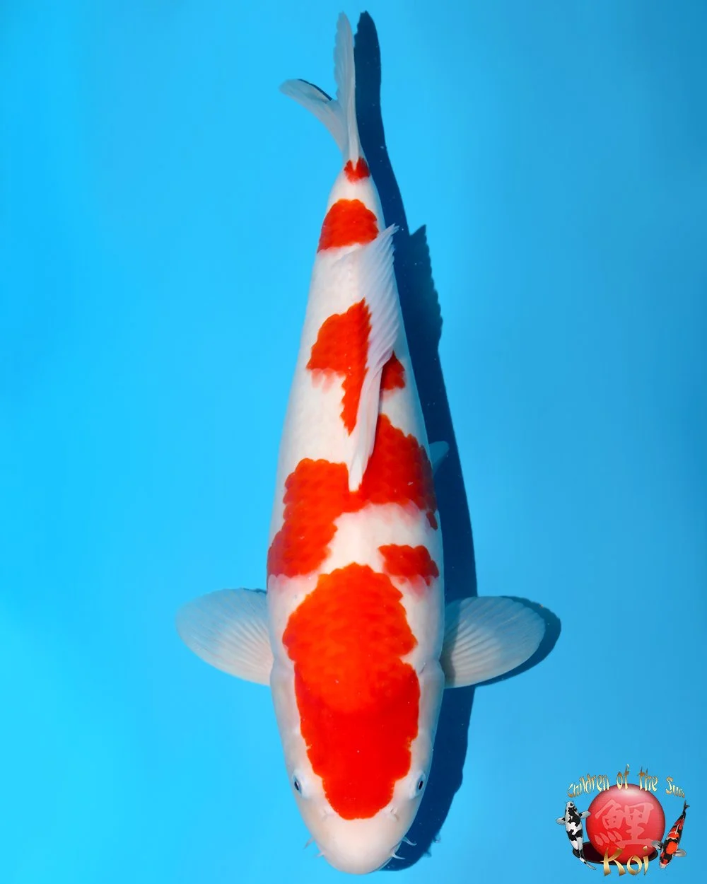 Nagoshi Nisai Kohaku