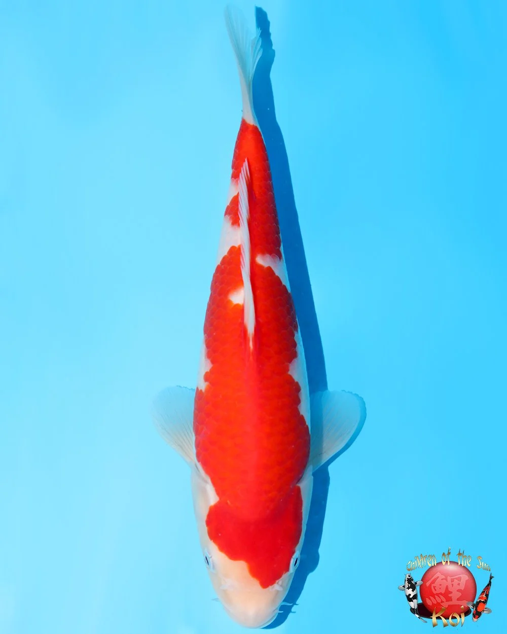 Murata Tosai Kohaku