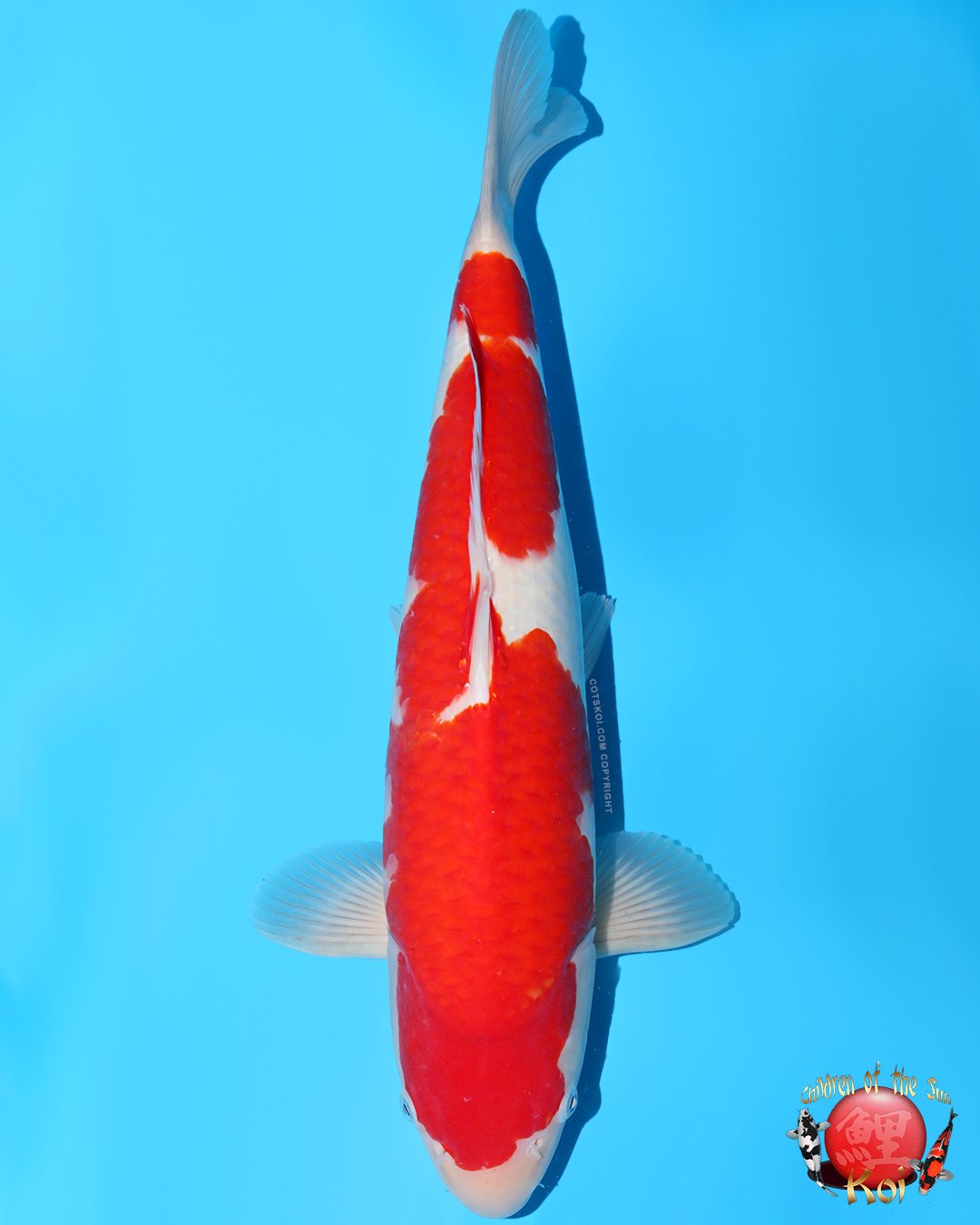 Momotaro Tosai Kohaku
