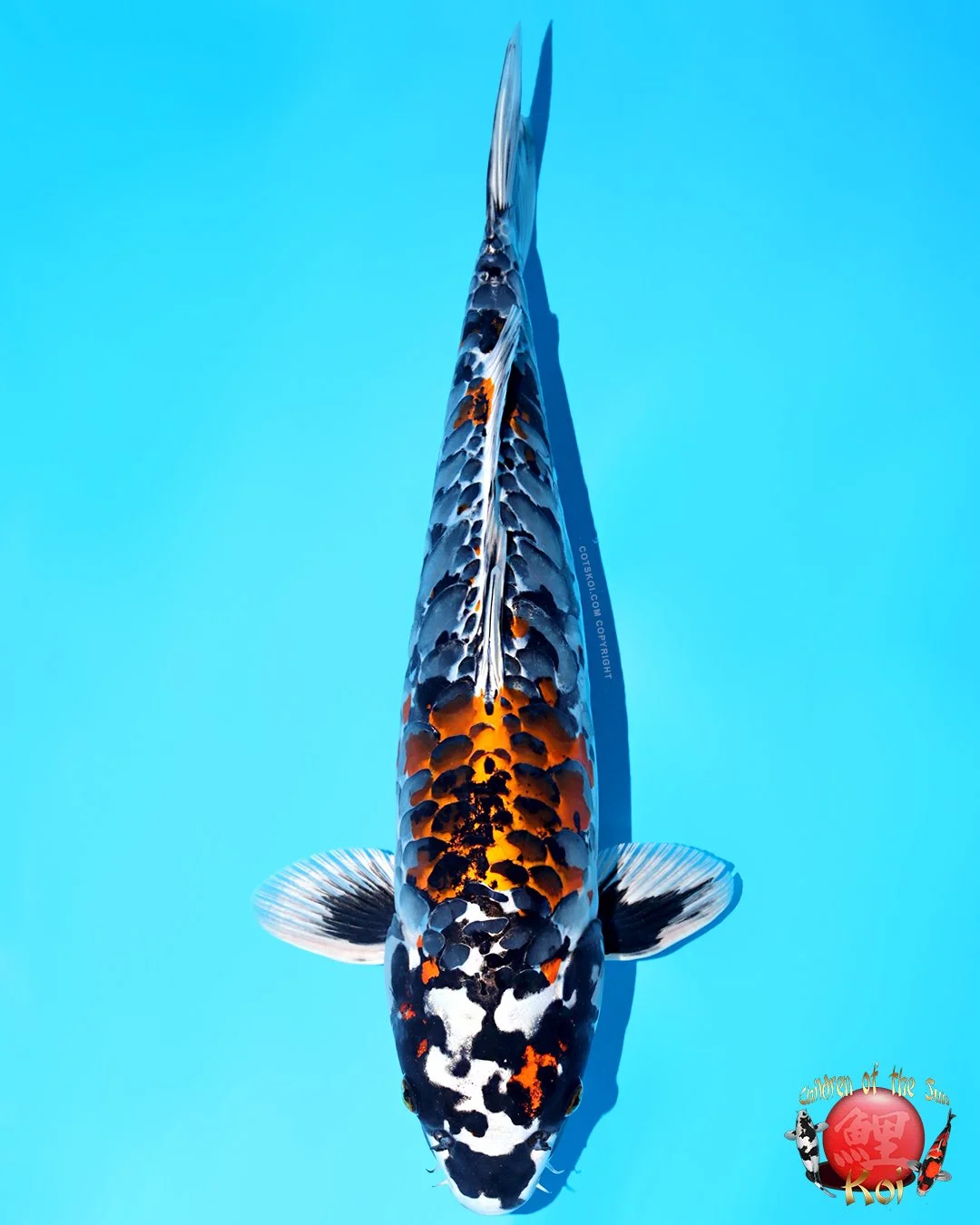 Ikarashi Toshinobu Nisai Godzilla 51cm F.jpg
