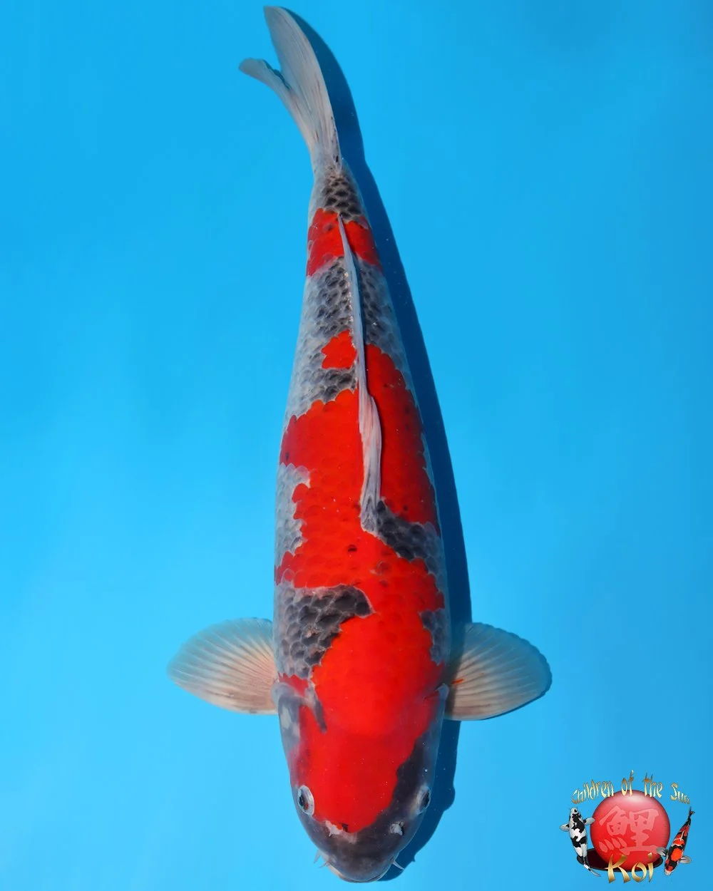 Kanno Sansai Goshiki