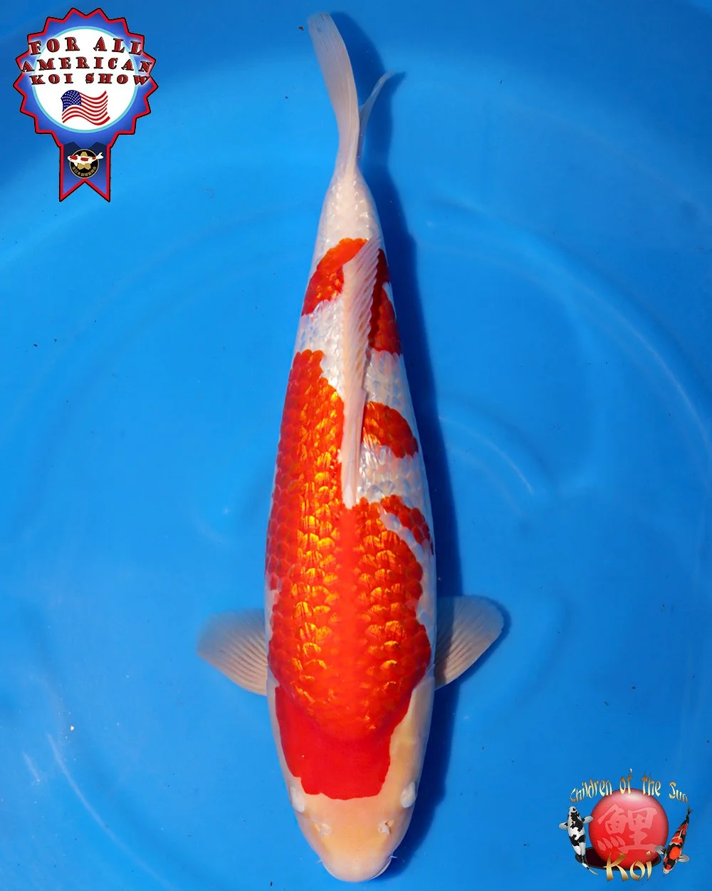 Torazo Nisai Ginrin Kohaku