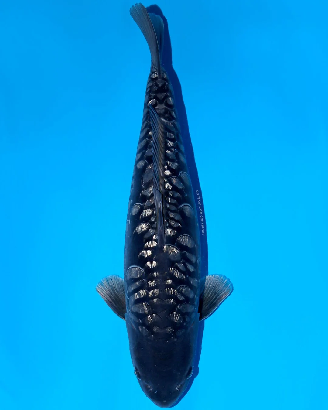 Ikarashi Toshinobu Nisai Godzilla 54cm Female