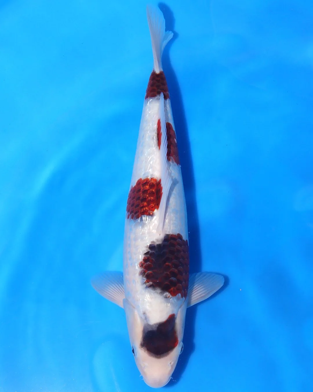 Marushin Nisai Ginrin Koromo 40cm Female