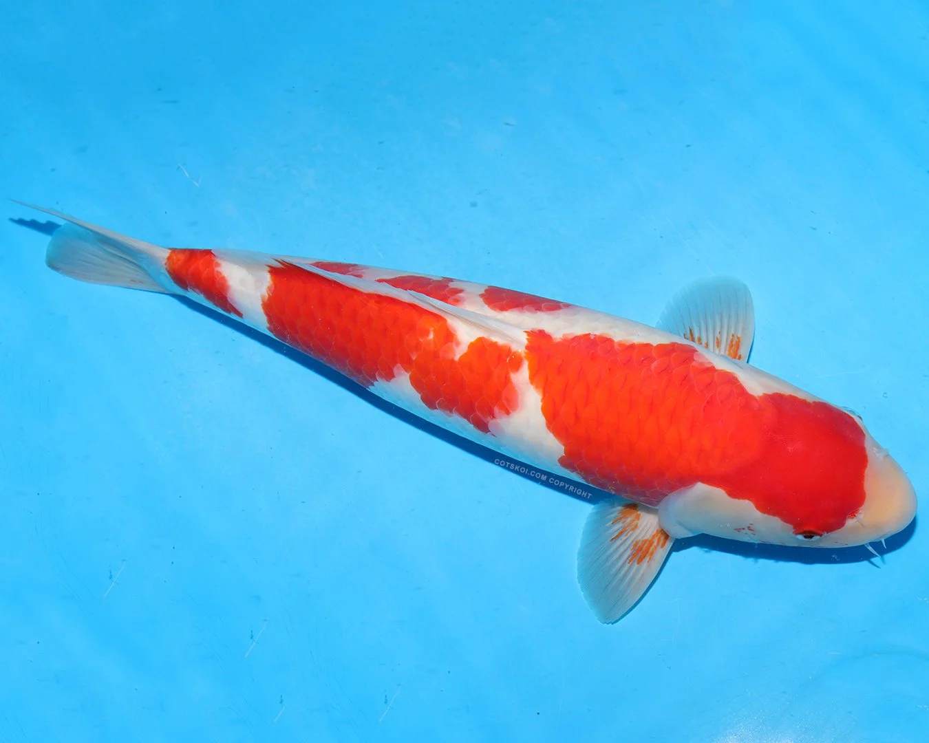 7l.jpg