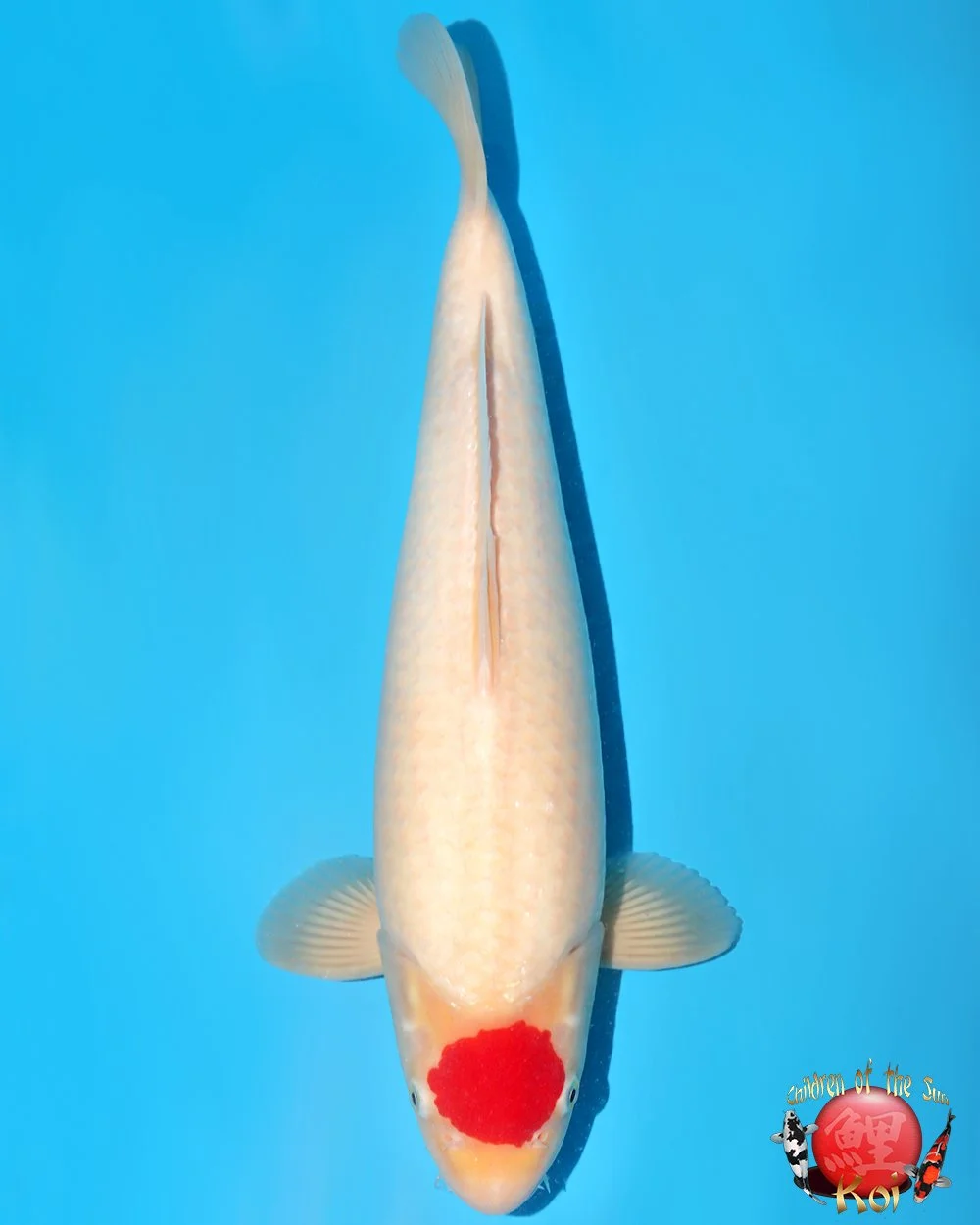 Nagoshi Nisai Tancho Kohaku