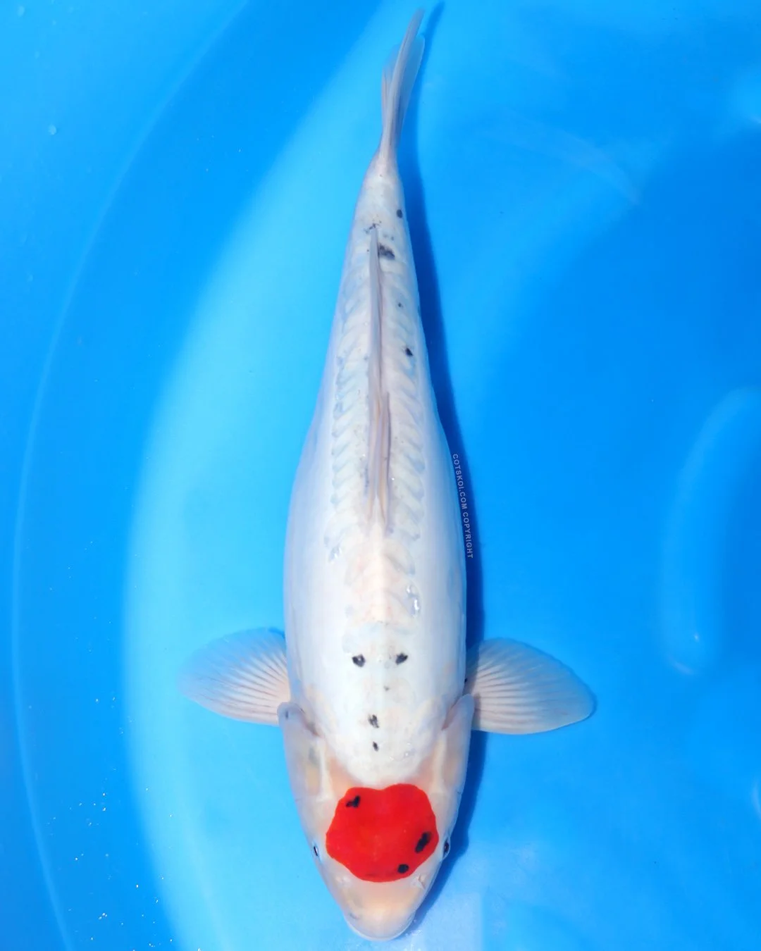 Marushin Nisai Doitsu Tancho Showa 50cm