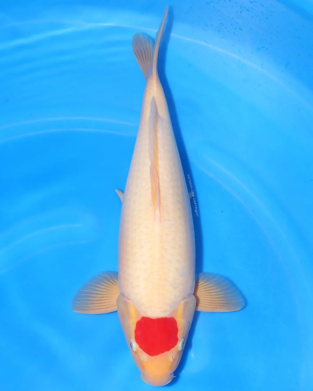 Marushin Nisai Tancho Kohaku 45cm Male