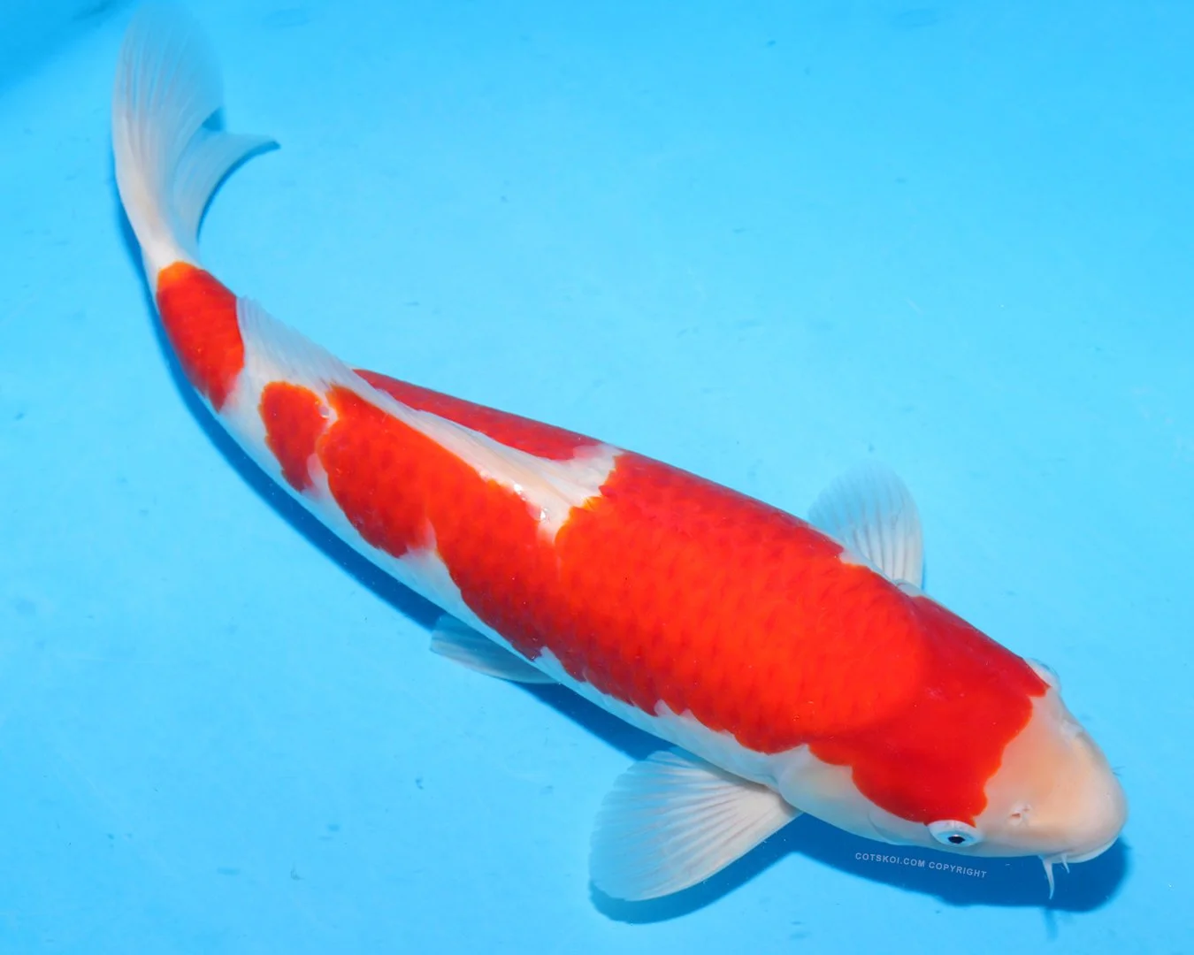 8l.jpg