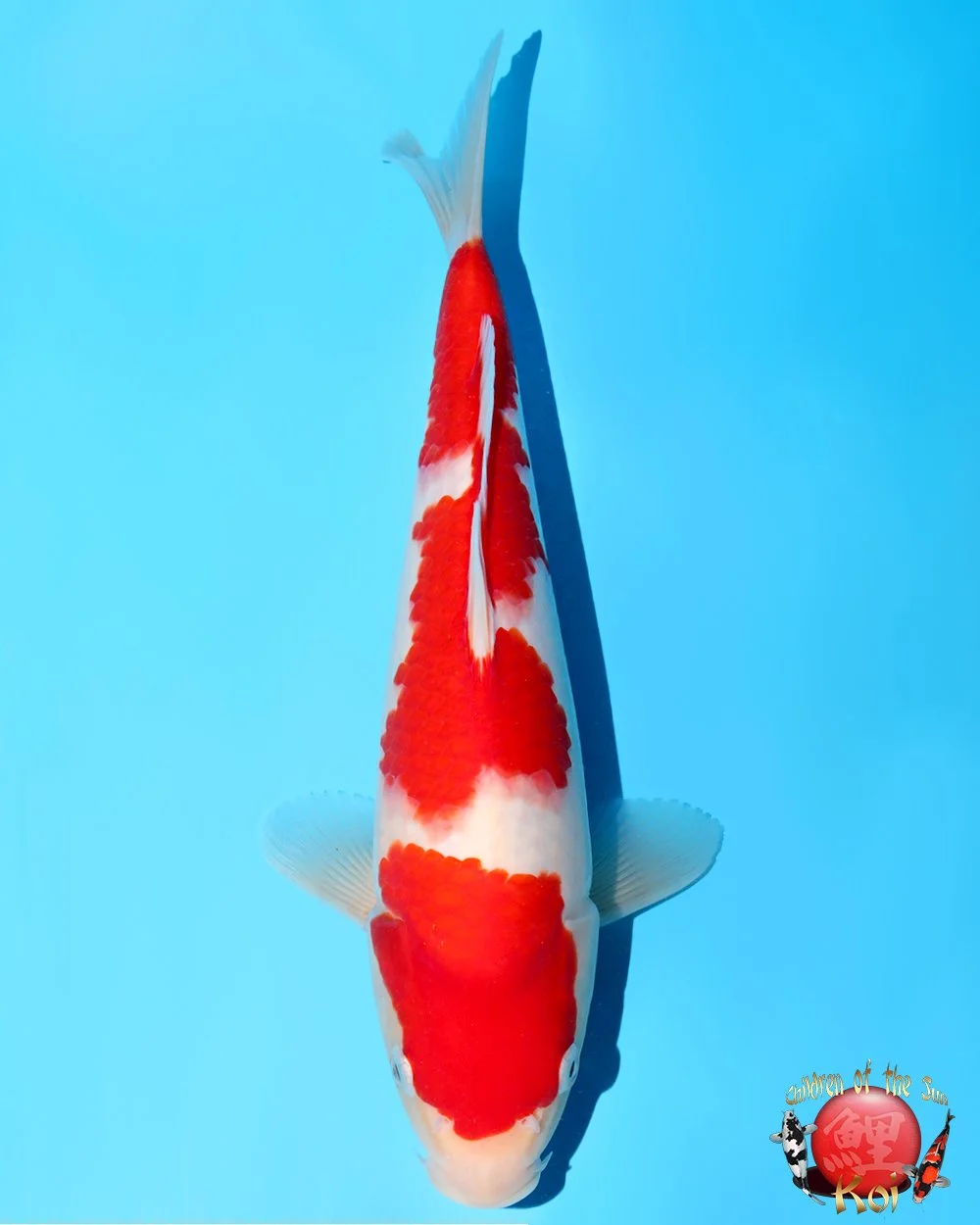 Murata Tosai Kohaku