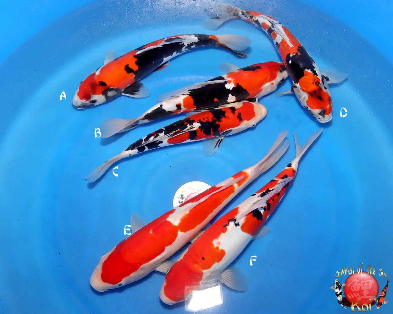Hiroi Tosai Koi Mix 226.jpg