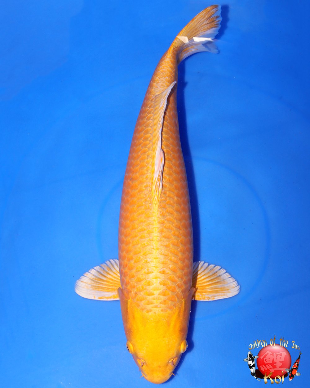 Izumiya Yonsai Yamabuki