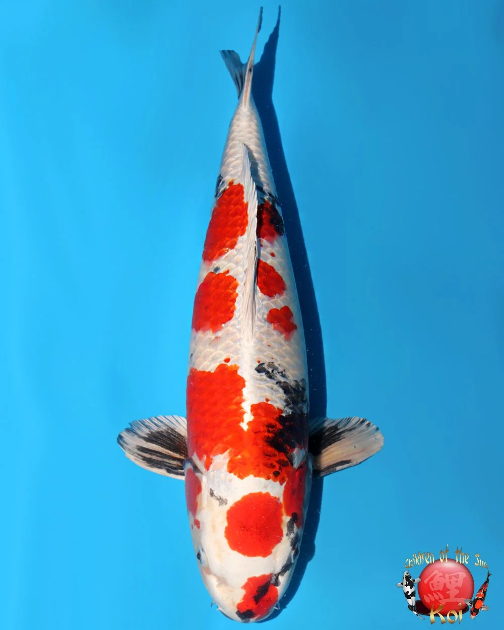 Kanno Sansai Kin Showa