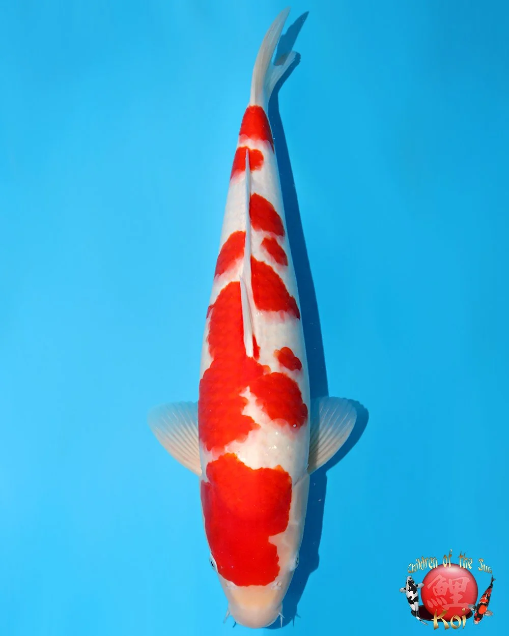 Nagoshi Nisai Kohaku