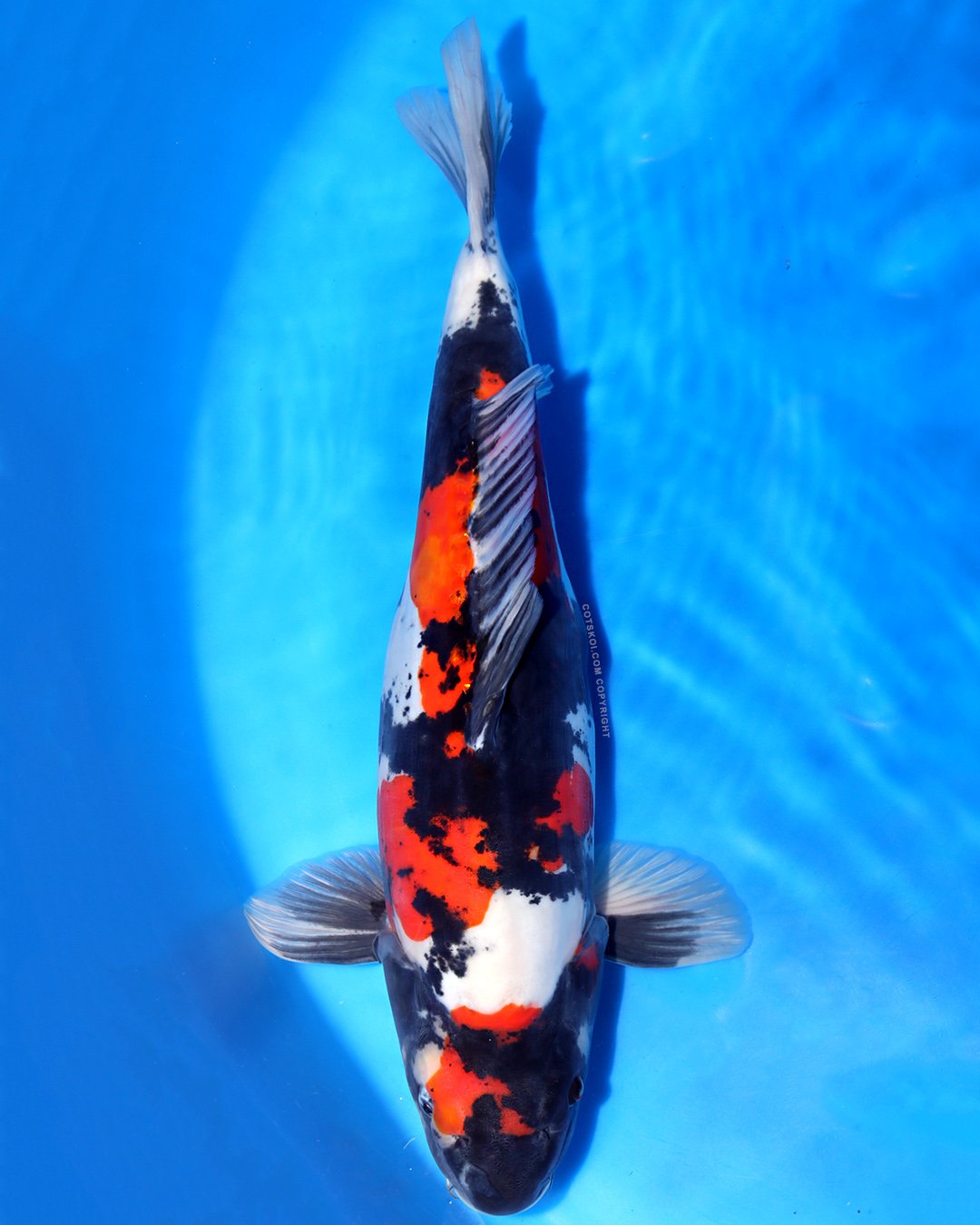 Marushin Nisai Doitsu Showa 55cm Female