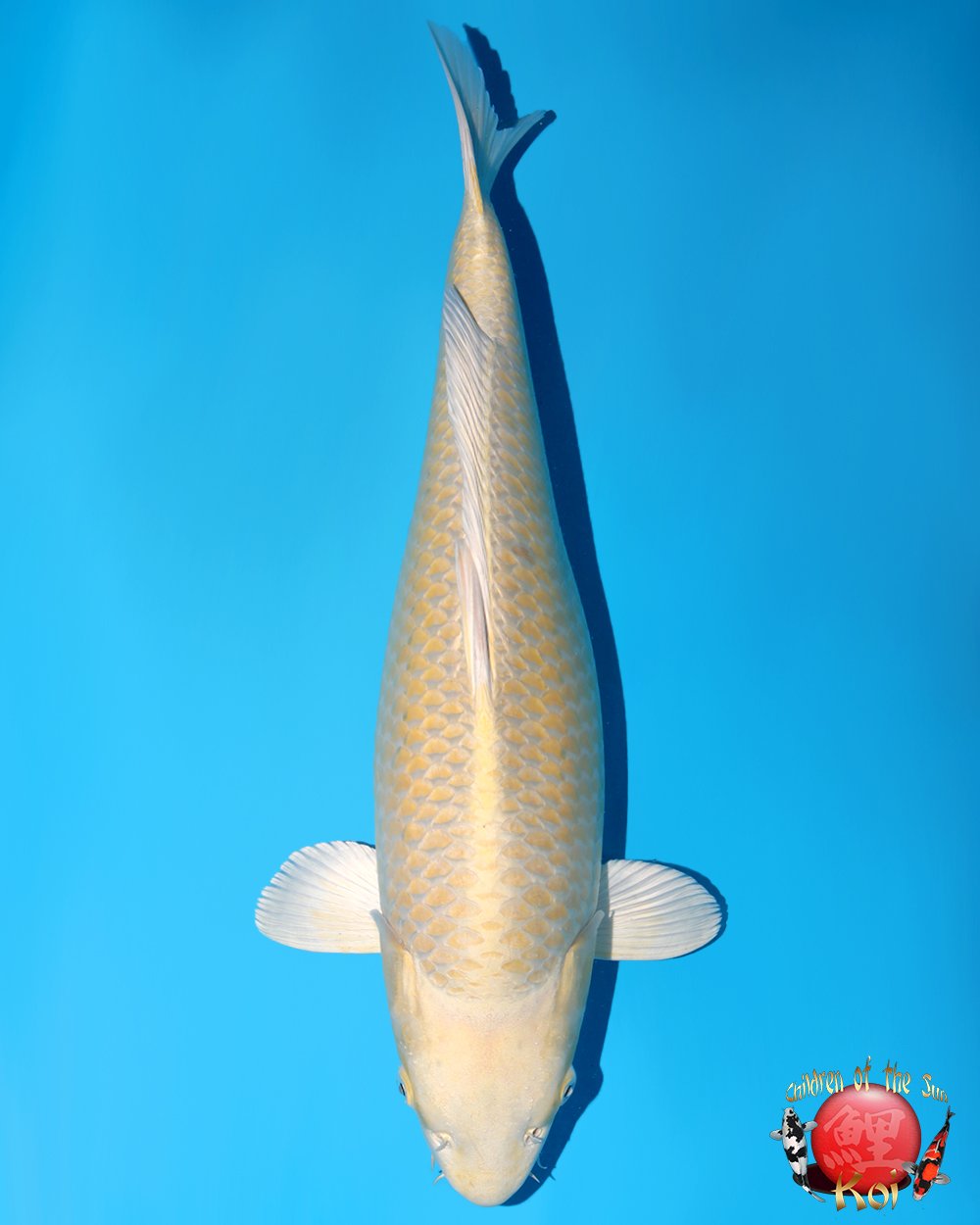 Nagoshi Nisai Yamabuki