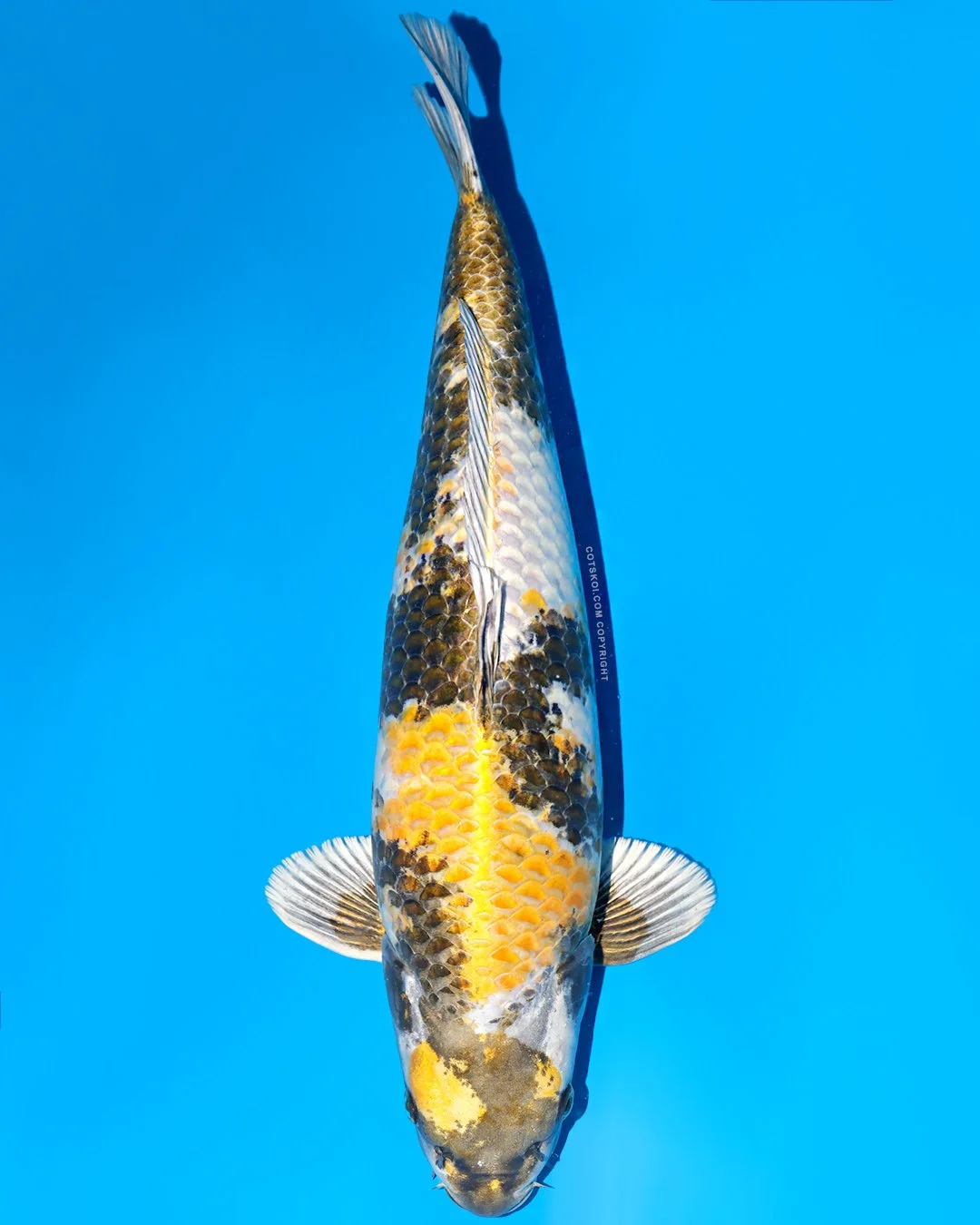 Ikarashi Toshinobu Nisai Kin Ki Showa 50cm Female