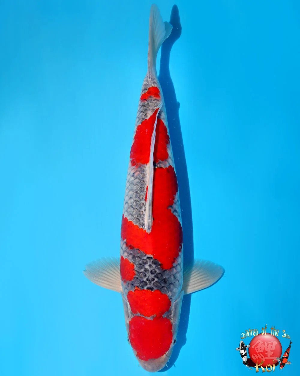 Kanno Sansai Goshiki