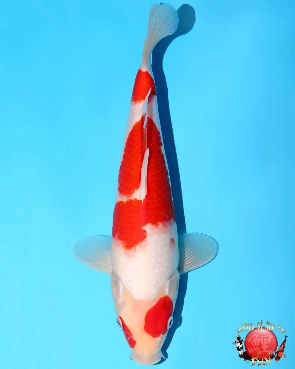 Murata Tosai Kohaku