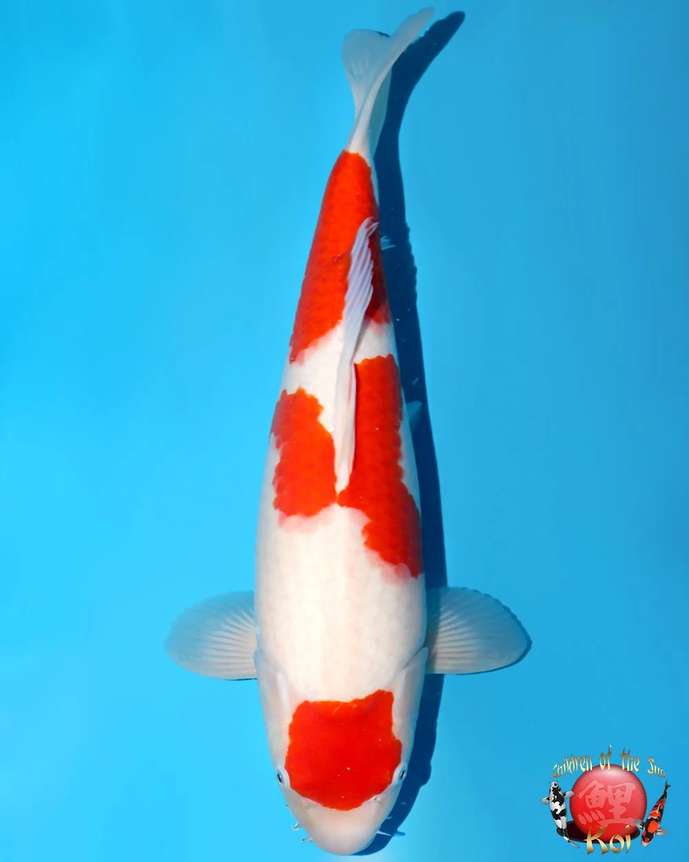 Nagoshi Nisai Kohaku