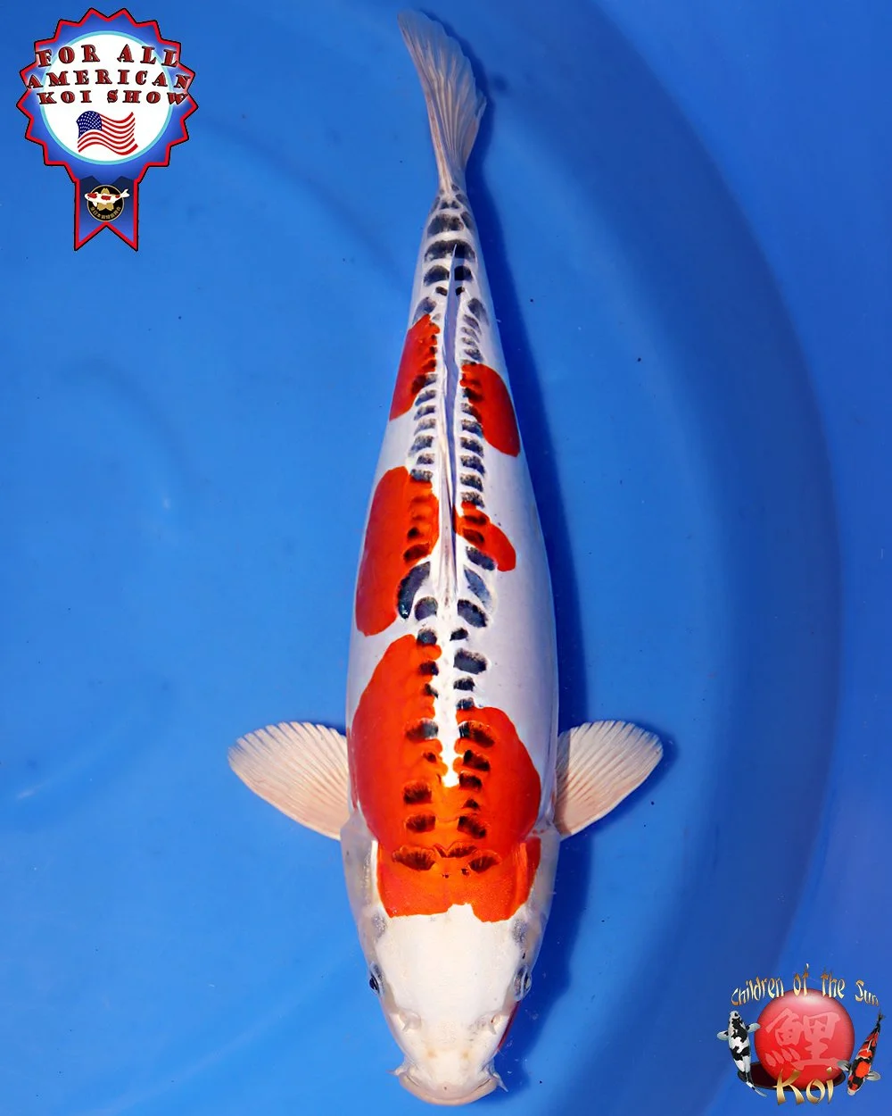 Ozumi Ikarashi Sansai Doitsu Kujaku