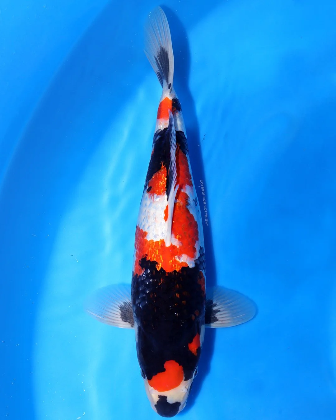 Marushin Nisai Ginrin Showa 40cm Female