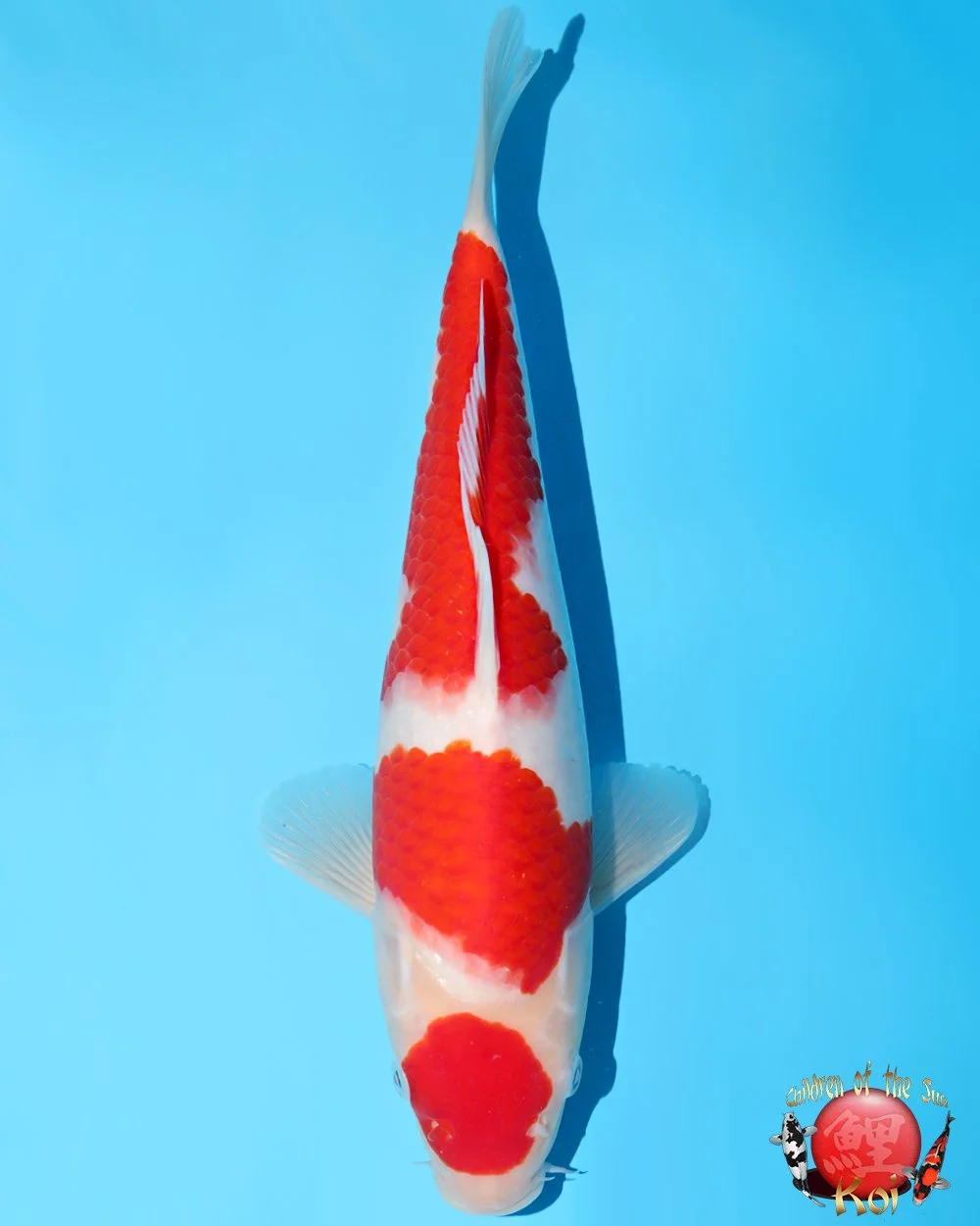 Murata Tosai Kohaku