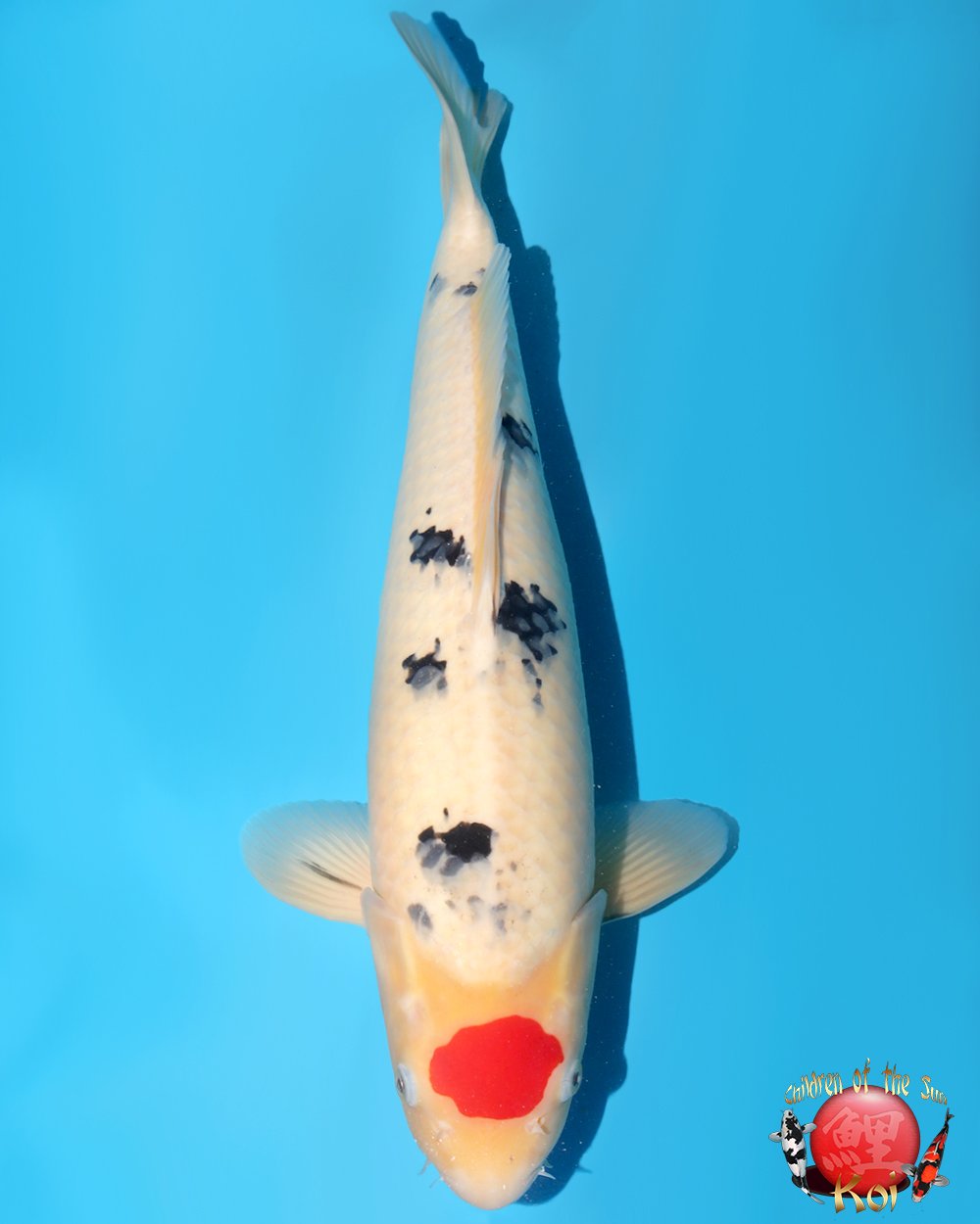 Nagoshi Tancho Sanke