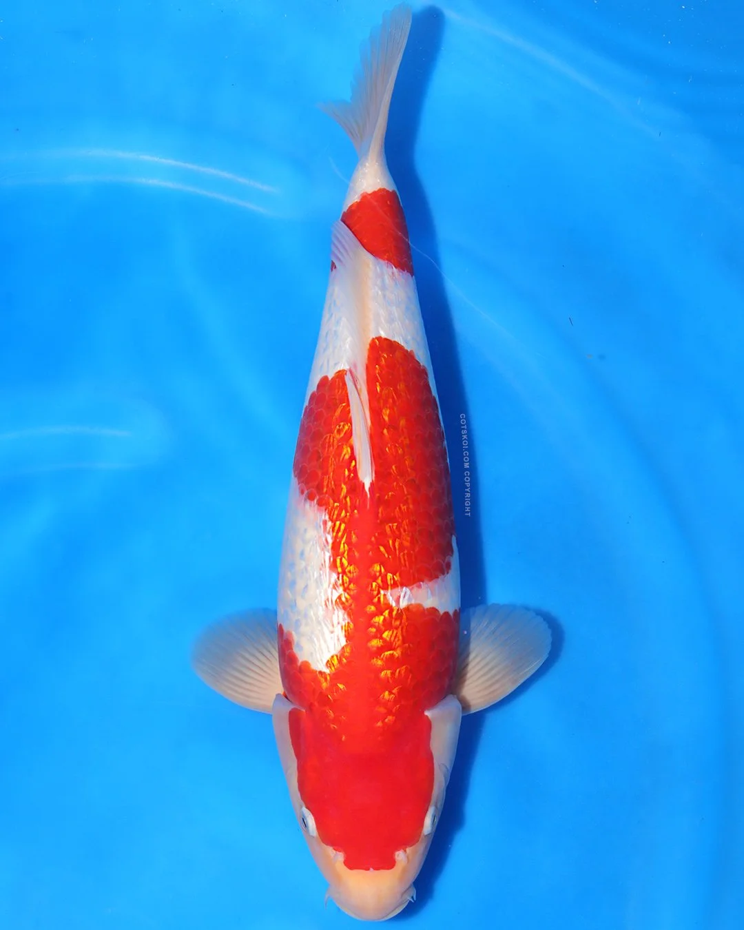 Marushin Nisai Ginrin Kohaku 45cm Male #2
