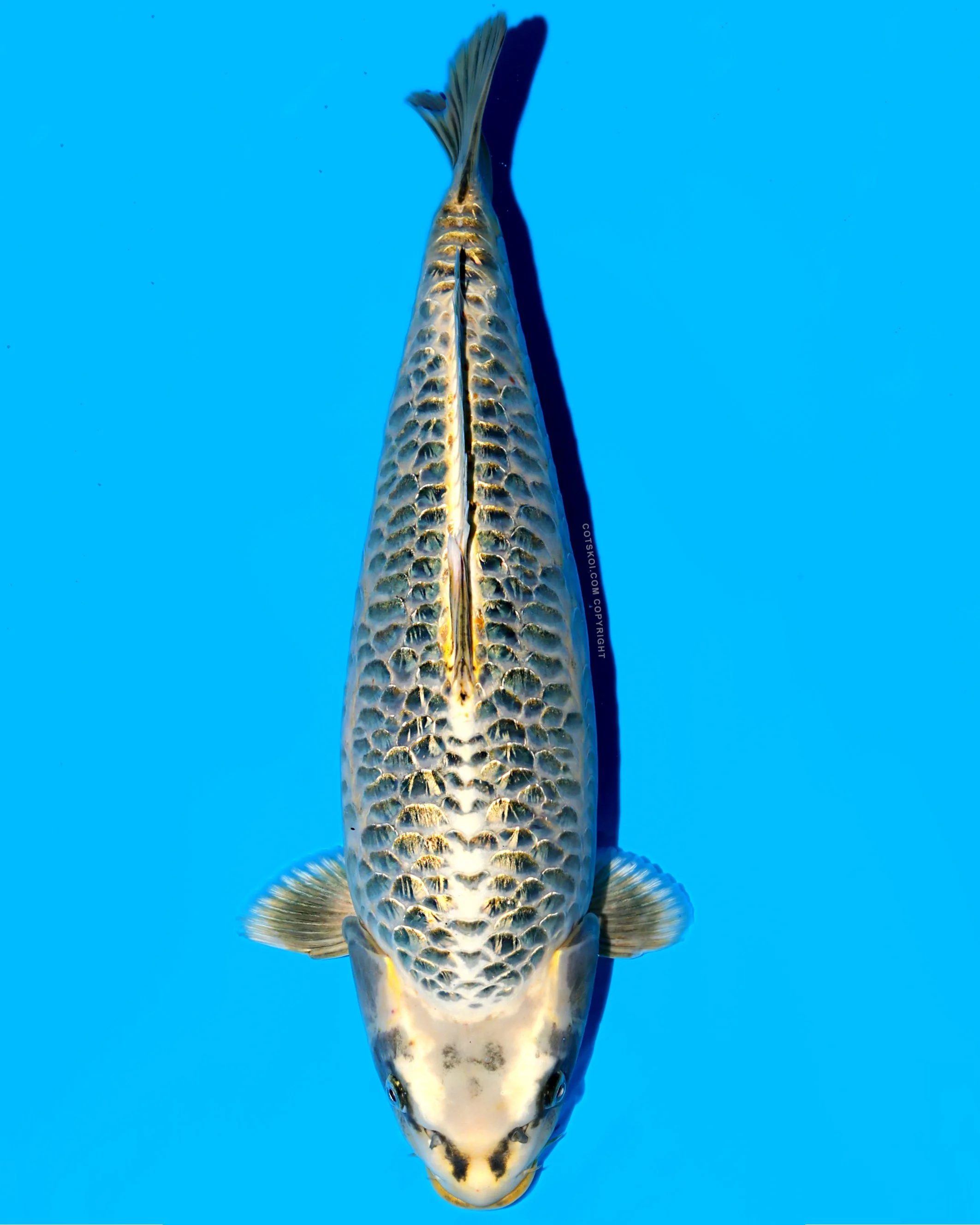 Ikarashi Toshinobu Nisai Godzilla 51cm Female