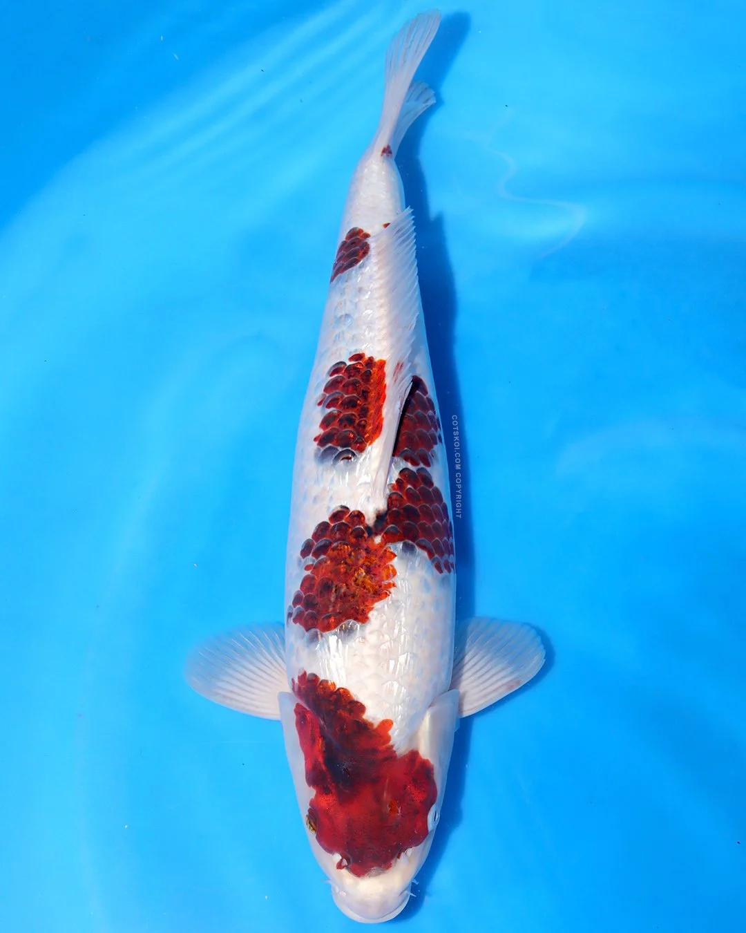 Marushin Nisai Ginrin Koromo 45cm Female