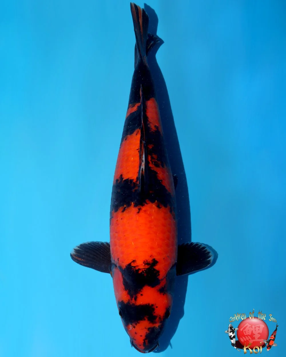 Nagoshi Nisai Hi Utsuri