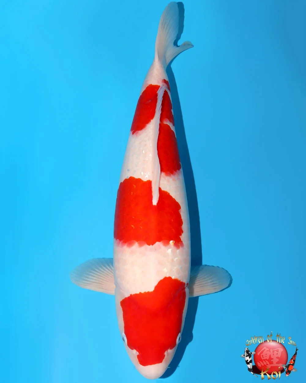 Sakamaki Gosai Kohaku