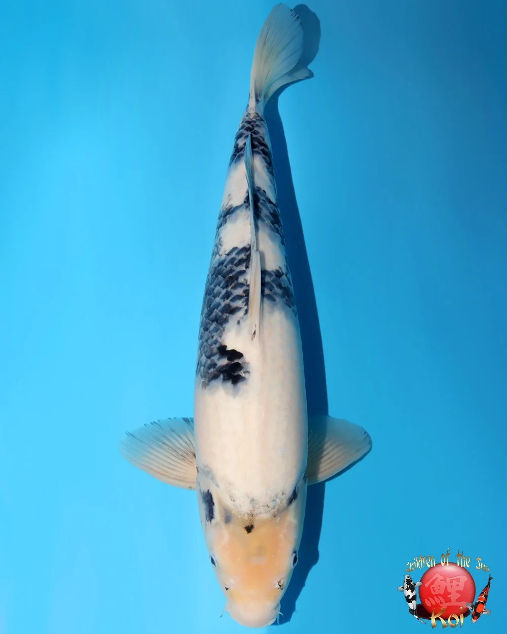 Omosako Nisai Shiro Utsuri