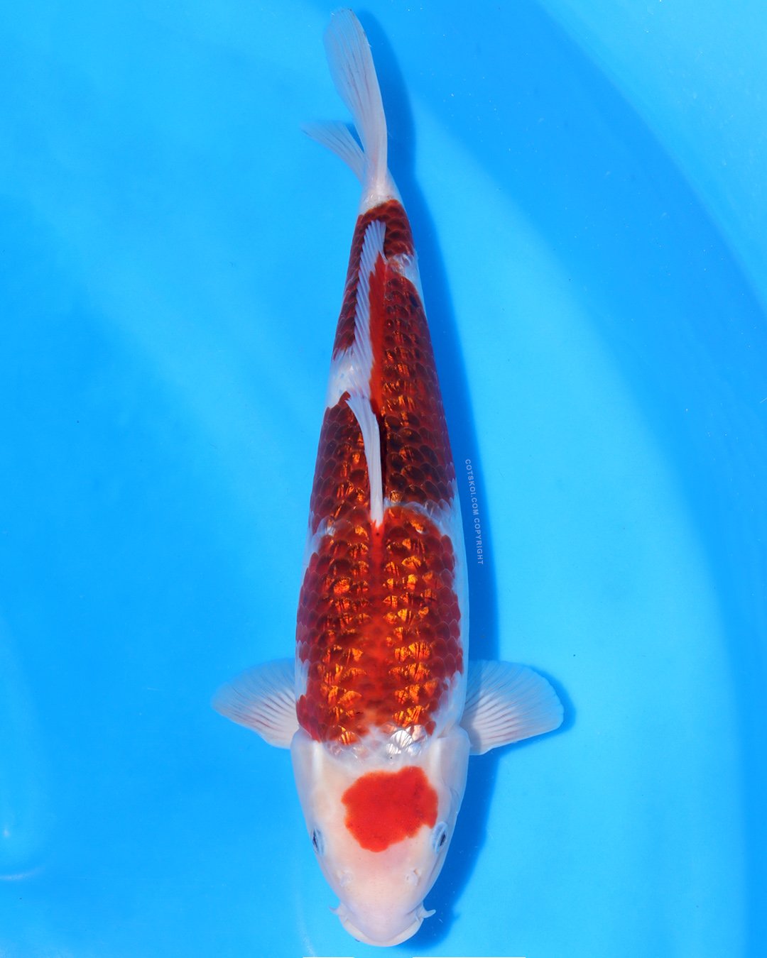 Marushin Nisai Ginrin Koromo 40cm Female #2