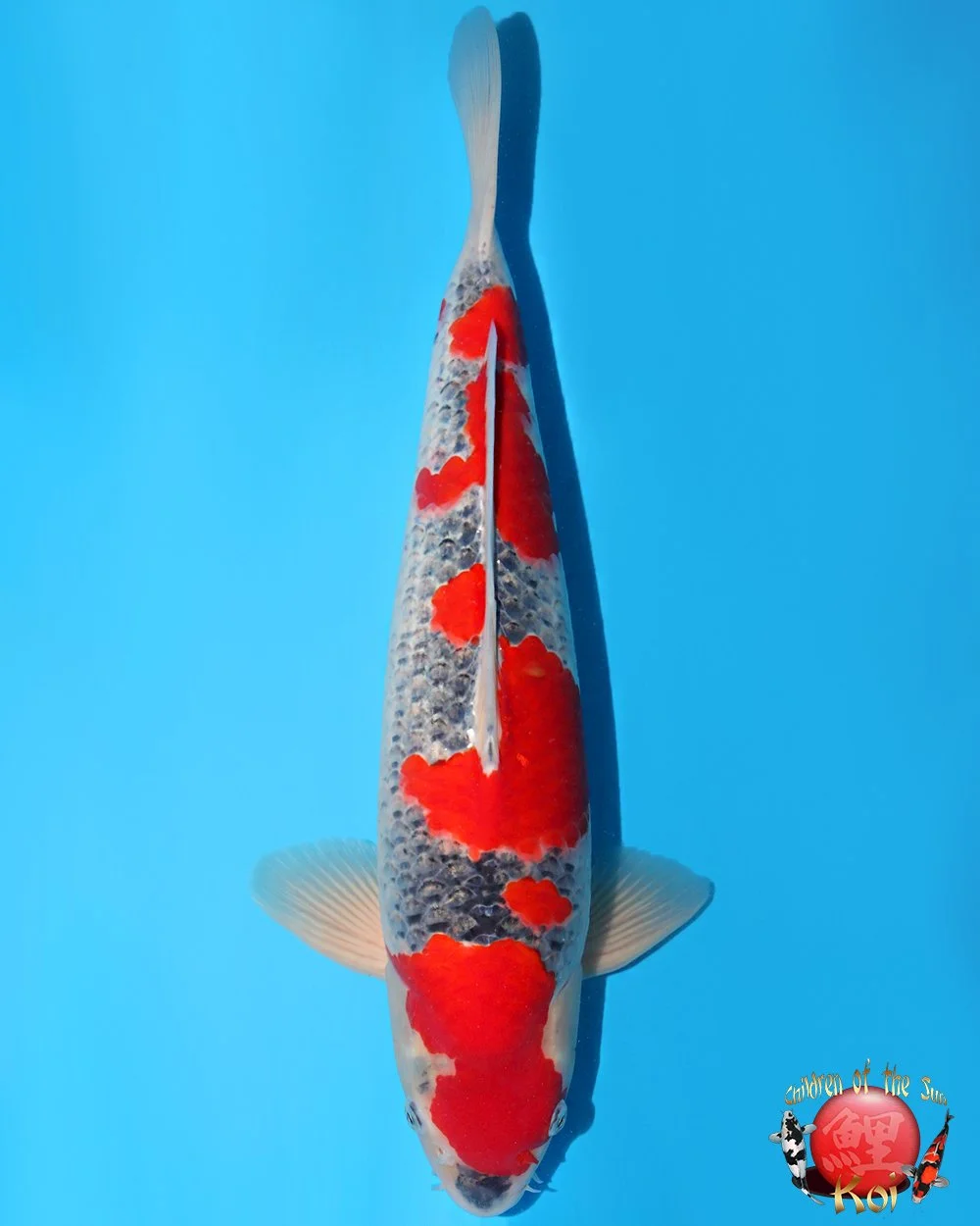 Kanno Sansai Goshiki