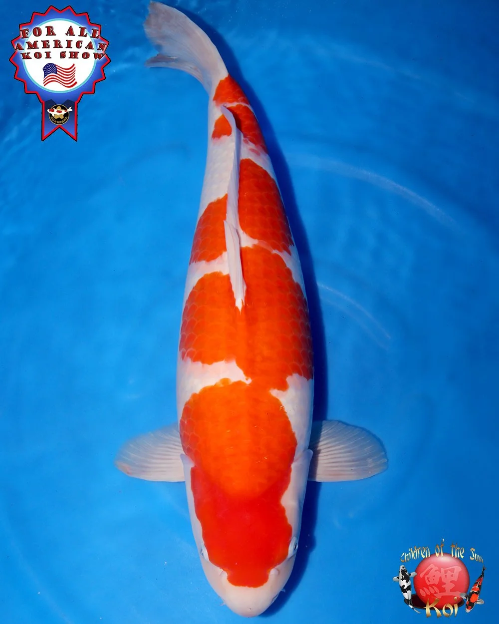 Yamamatsu Sansai Kohaku