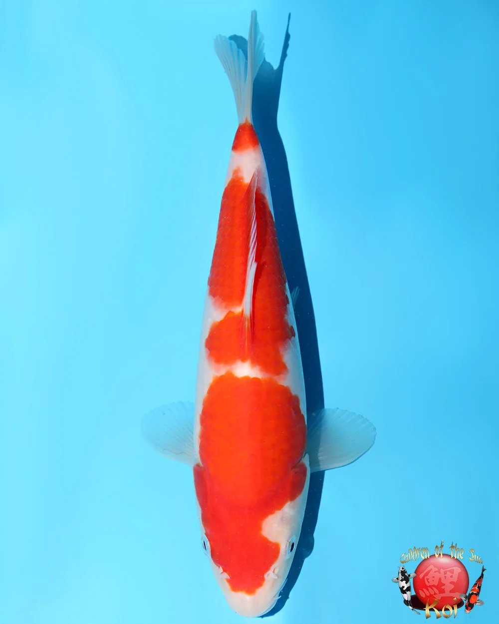 Murata Tosai Kohaku